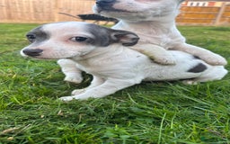Jack Russell dogs for sale: Miniature Jack Russell’s  - Image 6
