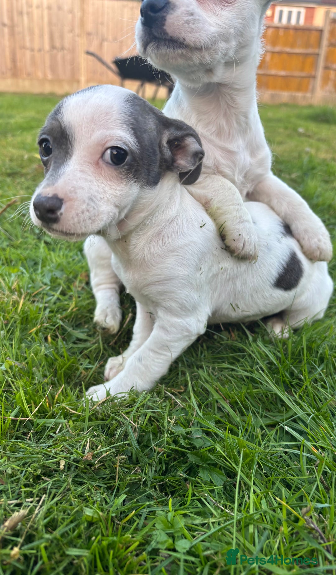 Jack Russell dogs for sale: Miniature Jack Russell’s  - Image 6