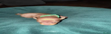 Miniature Pinscher 2 Mr GREEN