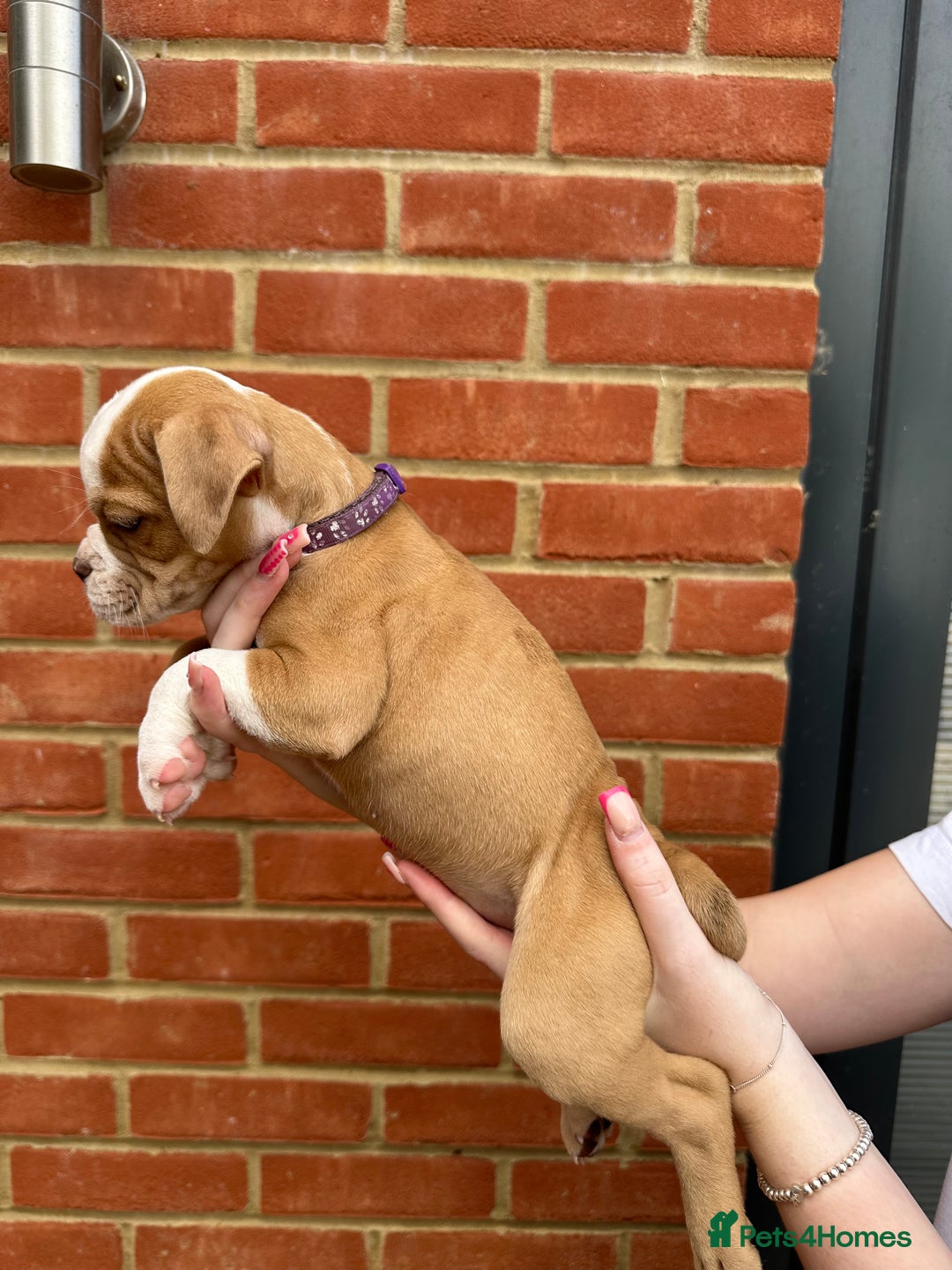 Olde English Bulldogge dogs for sale: OLDE ENGLISH BULLDOGGE PUPPIES in Epping - Image 25
