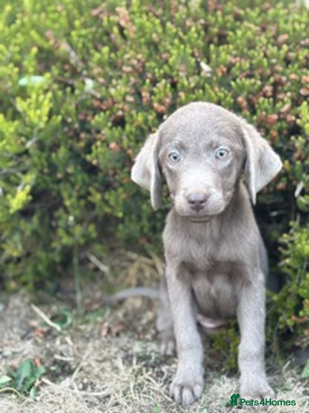 Labrador Retriever dogs for sale: Stunning sliver labradors  - Image 4