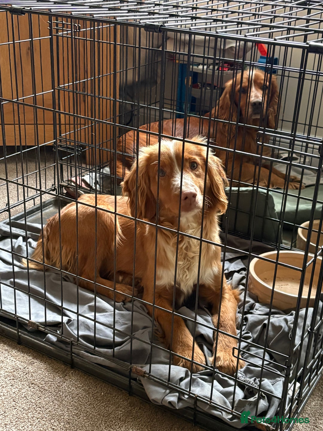 Cocker Spaniel dogs for sale: Cocker spaniel male  - Advert 4