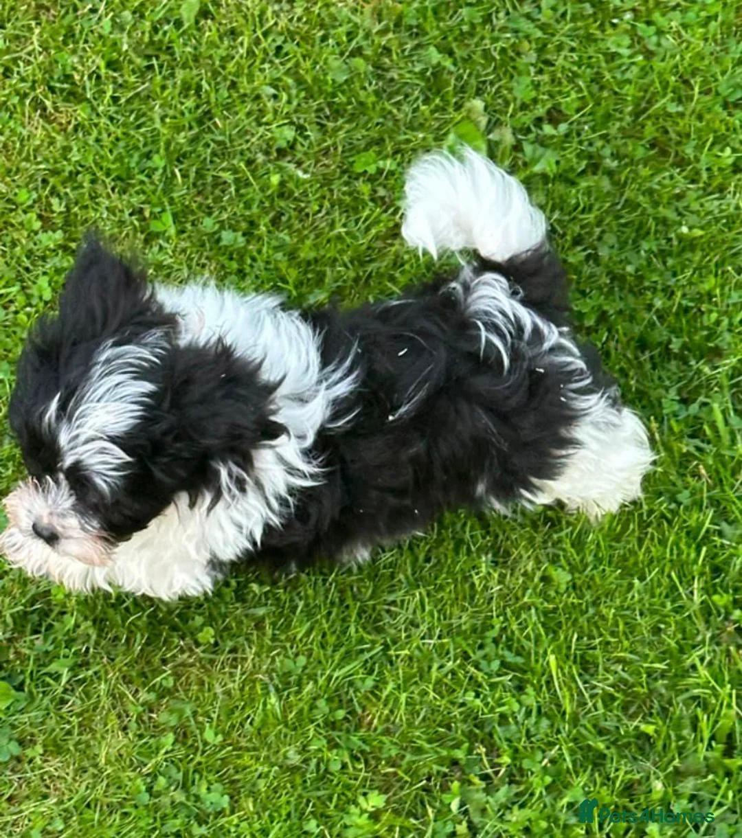 Shihpoo dogs for sale: Small Shih-poo Puppies - Advert 1