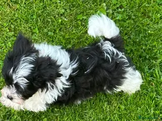 Shihpoo dogs Small Shih-poo Puppies - Advert 2