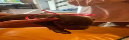 Dobermann dogs for sale: Doberman puppies beautiful temperament  - Advert 16