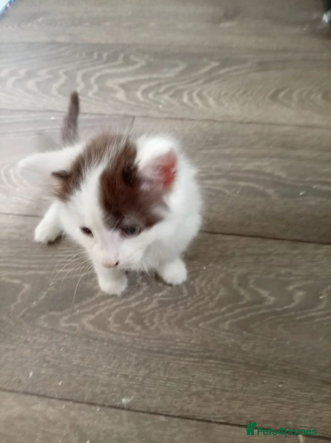 Mixed Breed cats for sale: 3 very cut kittens  - Advert 2