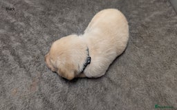 Labrador Retriever dogs for sale: Gorgeous Yellow Labrador Puppies - Image 18