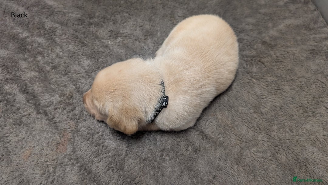 Labrador Retriever dogs for sale: Gorgeous Yellow Labrador Puppies - Image 18