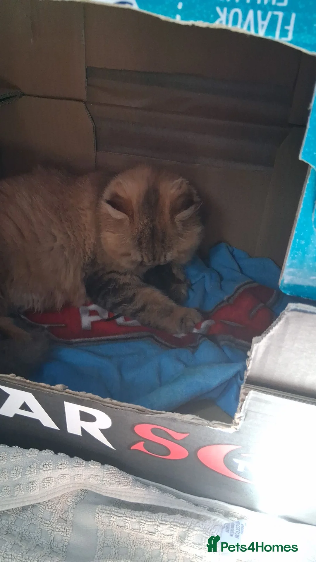Persian cats for sale: Pure Persian Chinchilla  - Advert 1