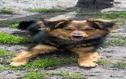Mixed Breed dogs for adoption: 💙🐶 ELVIS 🐶💙 - Image 6