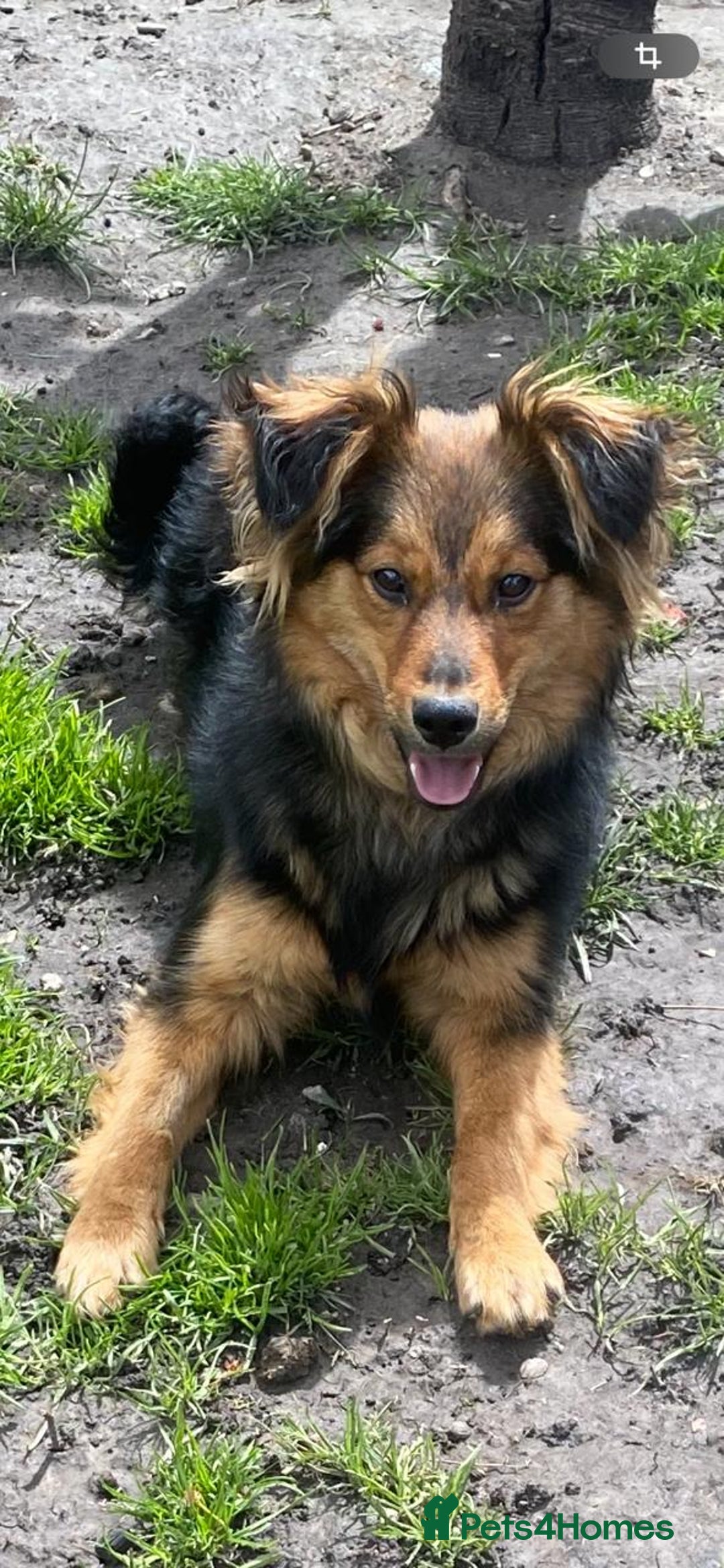 Mixed Breed dogs for adoption: 💙🐶 ELVIS 🐶💙 - Image 6