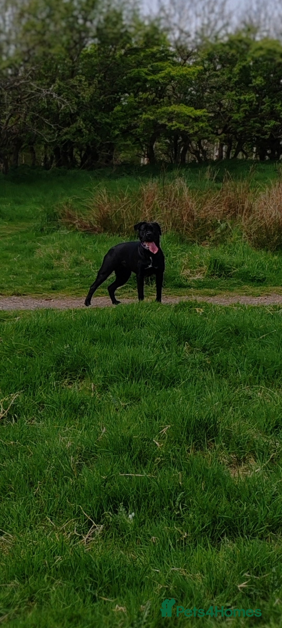 Cane Corso dogs for sale: Cane Corso  - Advert 24
