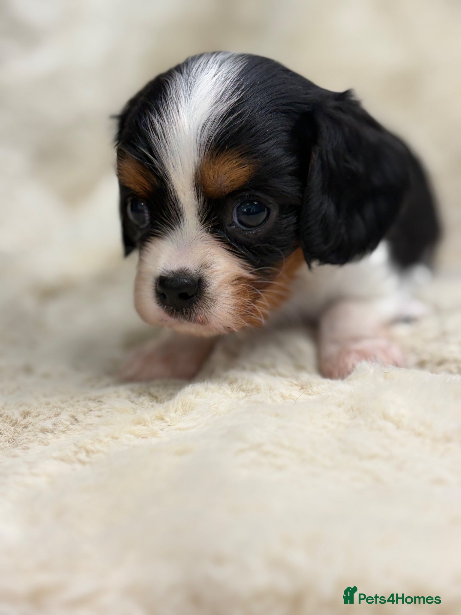 Cavalier King Charles Spaniel dogs for sale: Health tested cavalier pups  - Advert 13