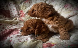 Cockapoo dogs for sale: Fabulous F1b Fox Red Cockapoo Health Cleared - Image 13