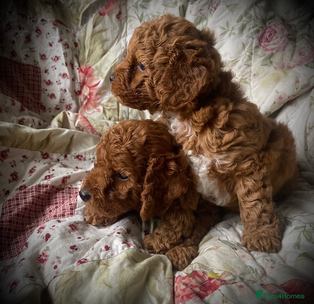 Cockapoo dogs for sale: Fabulous F1b Fox Red Cockapoo Health Cleared - Image 13