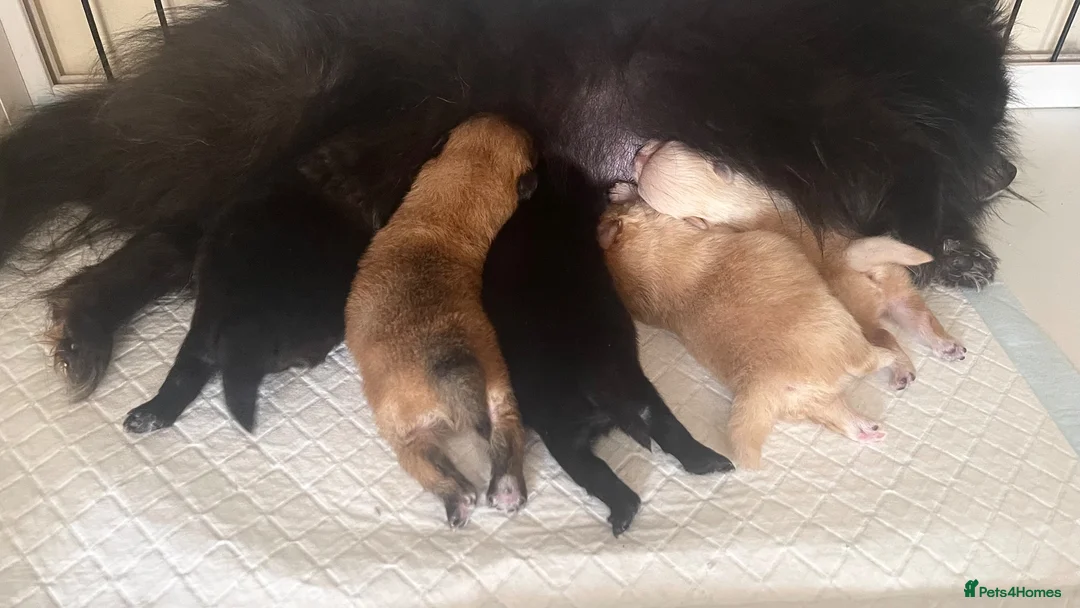 Pomeranian dogs for sale: MINIATURE POMERANIAN PUPPIES - Advert 2