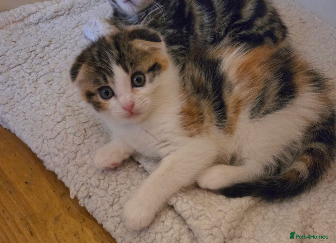 Scottish Fold cats for sale: Beautiful Scottish Folds - Image 18