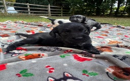Sprocker dogs for sale: Working Sprocker puppies *3 girls left* - Image 5