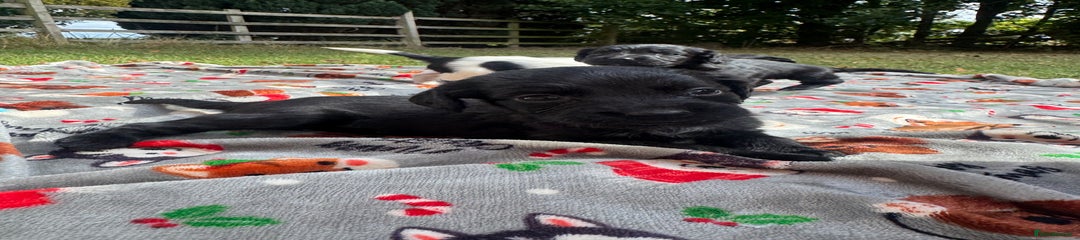 Black and white dog