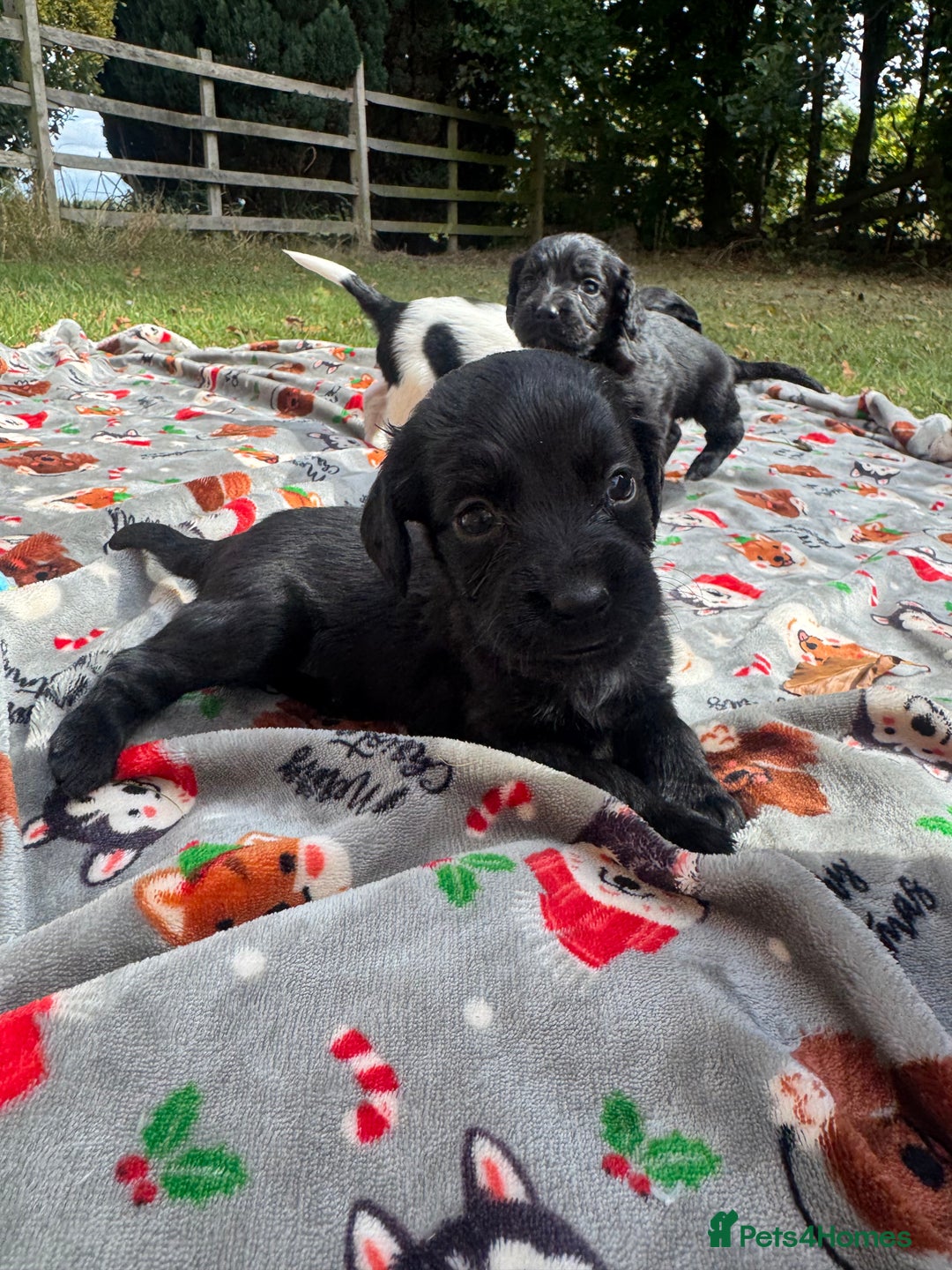 Sprocker dogs for sale: Working Sprocker puppies *3 girls left* - Image 5