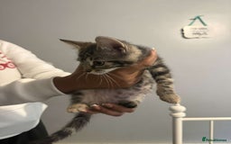 Ragdoll cats for sale: Ragdoll x bengal //// bengal x tabby - Image 2