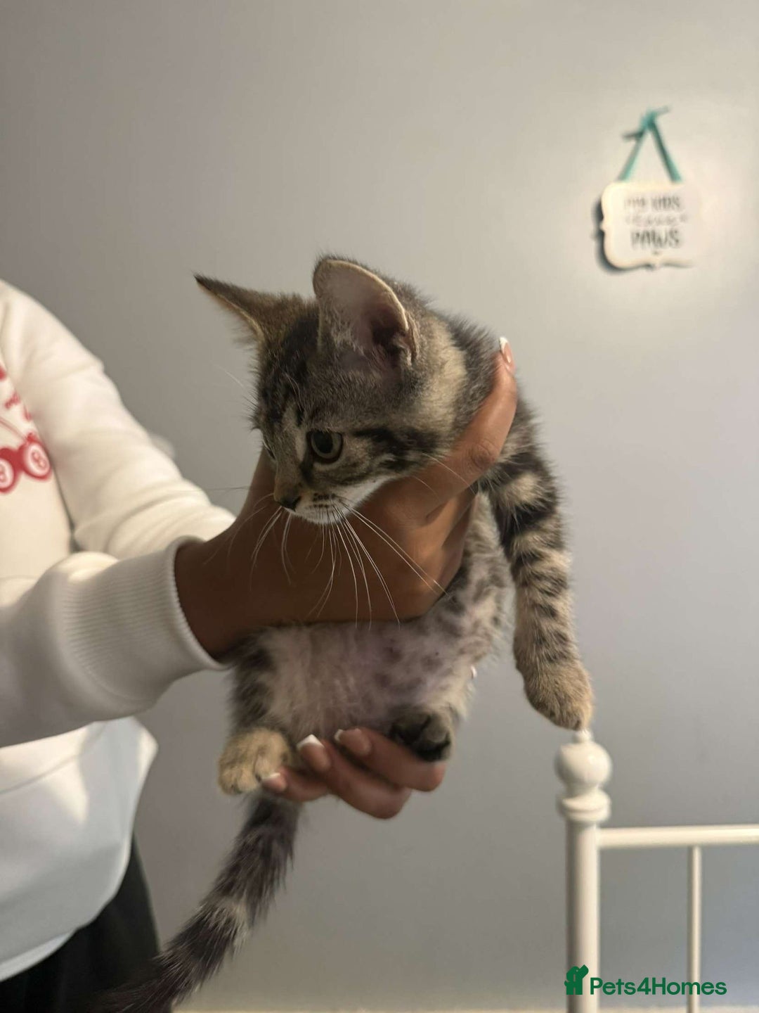 Ragdoll cats for sale: Ragdoll x bengal //// bengal x tabby - Image 2
