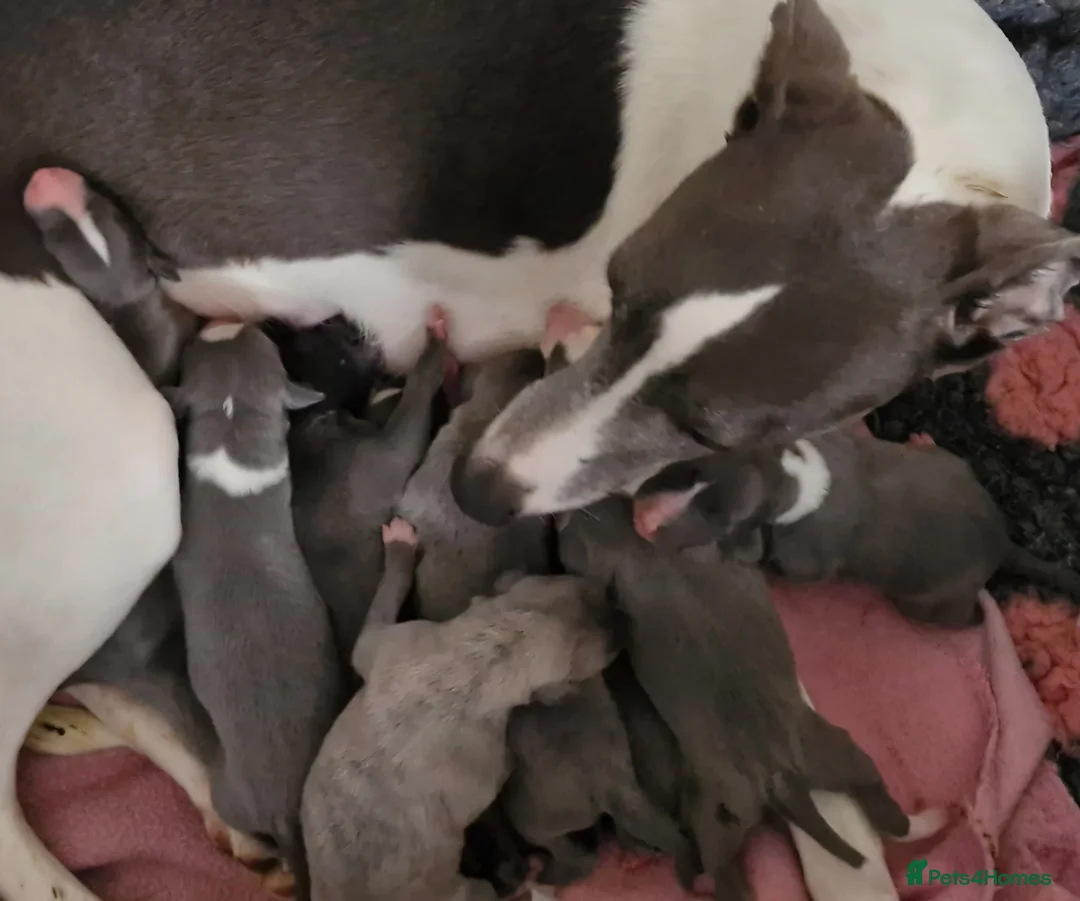 Whippet dogs for sale: Pedigree Whippet Blue Puppies - Advert 7