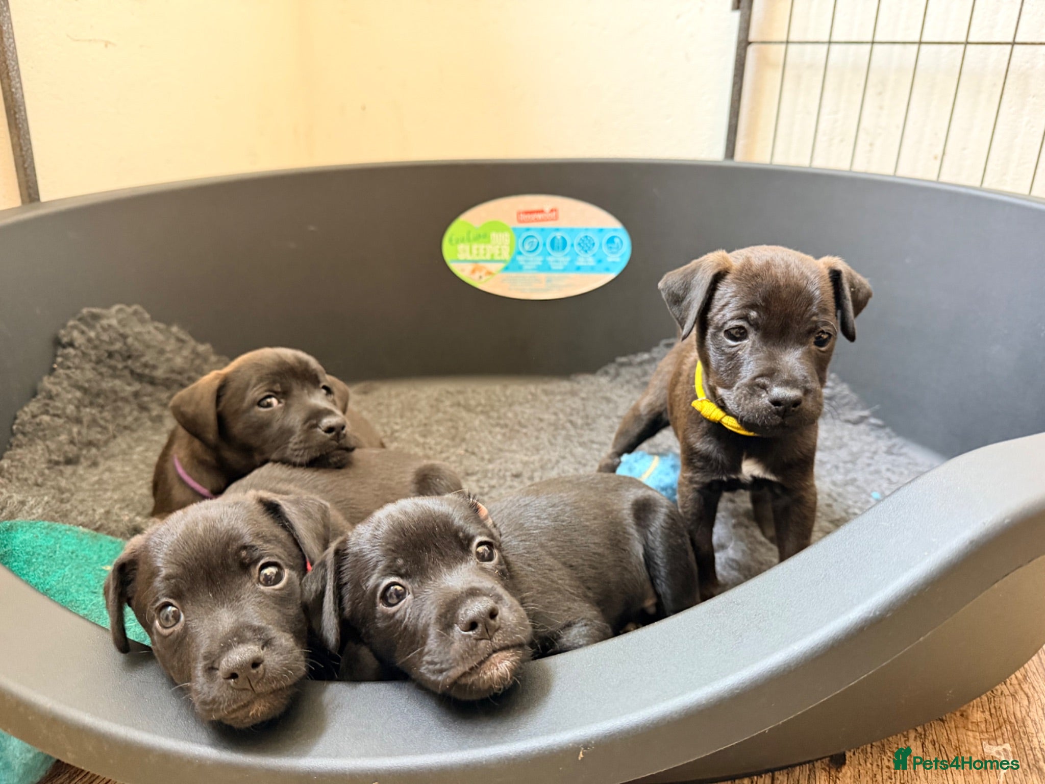 Patterdale Terrier dogs Patterdale puppies - Advert 1