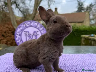 Rex rabbits Show Quality Purebred Mini Rex - Advert 13