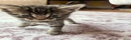 Bengal cats for sale: Beautiful Bengal kittens for sale in Chesterfield - Advert 6