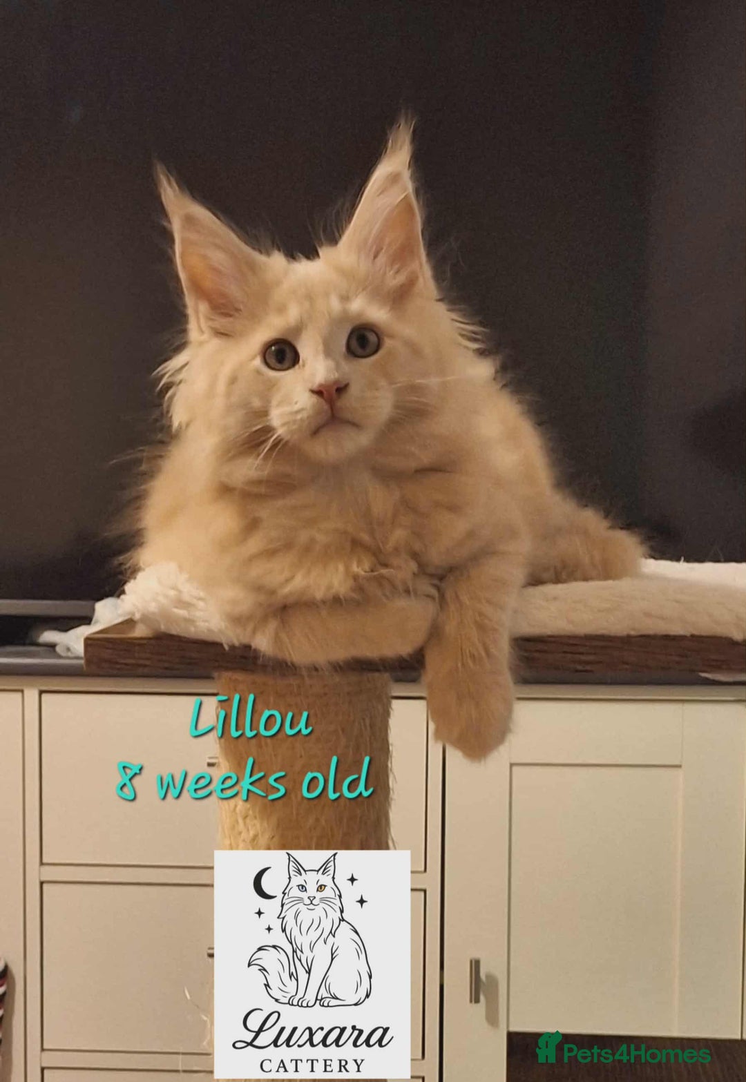 Maine Coon cats for sale: Adorable Purebred Maine Coon Kittens–GCCF/Pedigree - Image 10