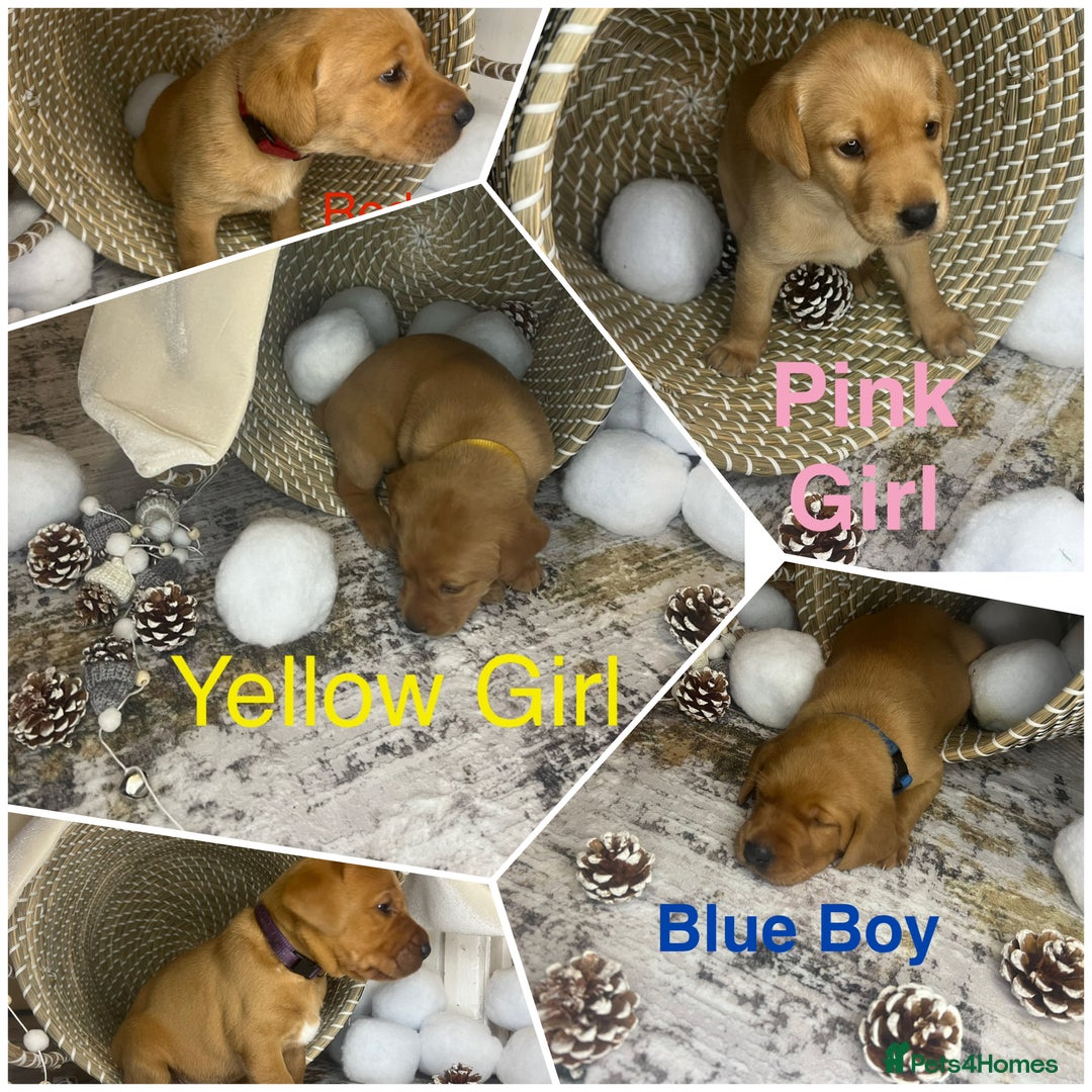 Labrador Retriever dogs for sale: Champion line KC reg dark Red Fox Yellow Labrador  - Advert 7