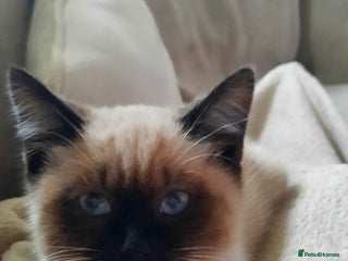 Mixed Breed cats - Advert 24