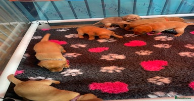Labrador Retriever dogs - Advert 11