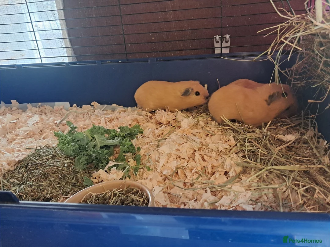 Guinea Pig rodents for sale: 3 BABY BUFF COLOURED CALIFORNIAN BOYS.  - Advert 5