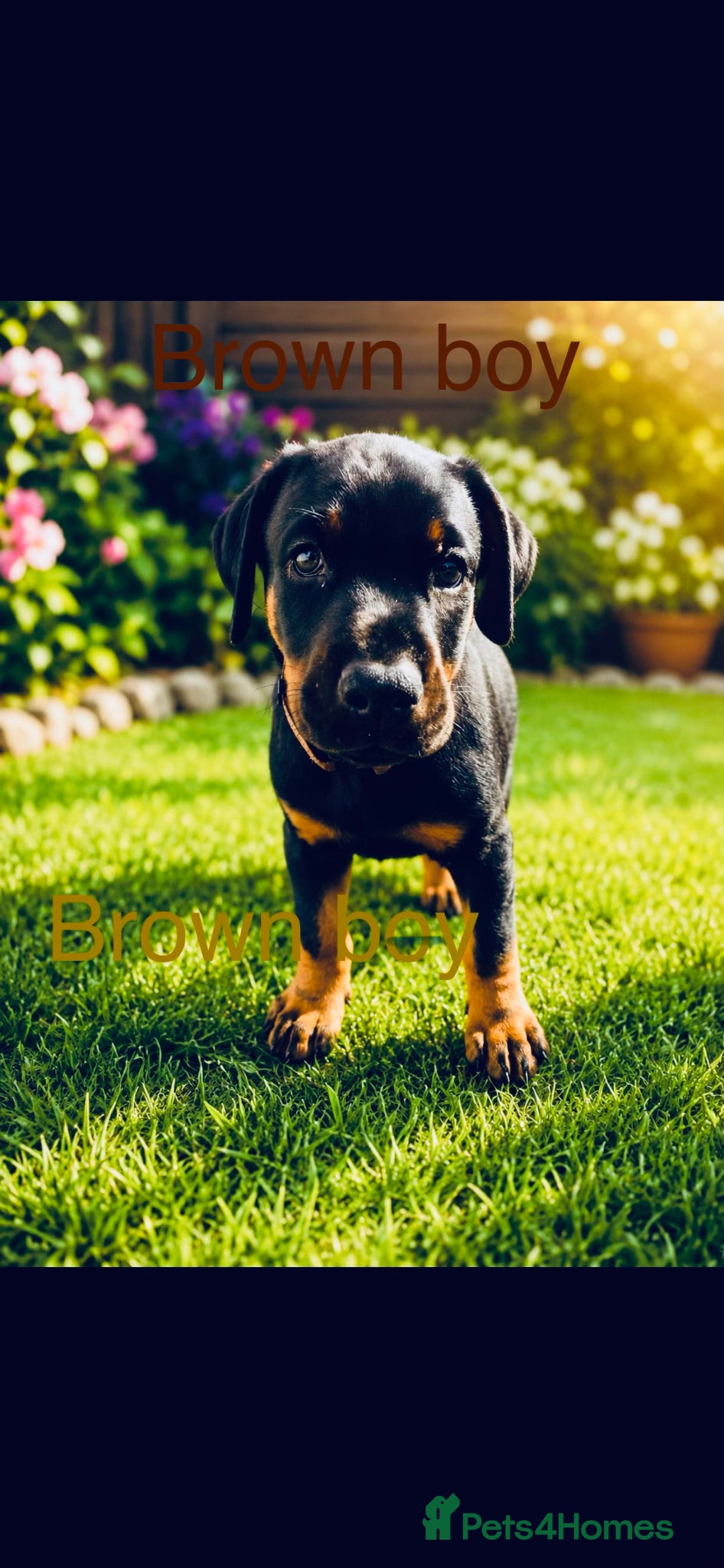Dobermann dogs 3 Doberman puppies left  - Advert 3