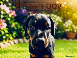 Dobermann dogs 3 Doberman puppies left - Advert 3