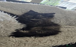Ragdoll cats for sale: Ragdoll Siberian Kittens in London - Image 4