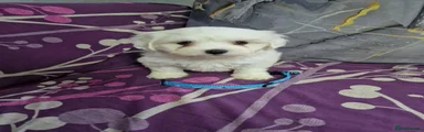 Bichon Frise 1