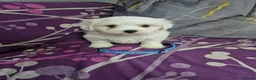 Bichon Frise dogs for sale: Pure White Bichon Frise for Sale🤍🐶 - Advert 6