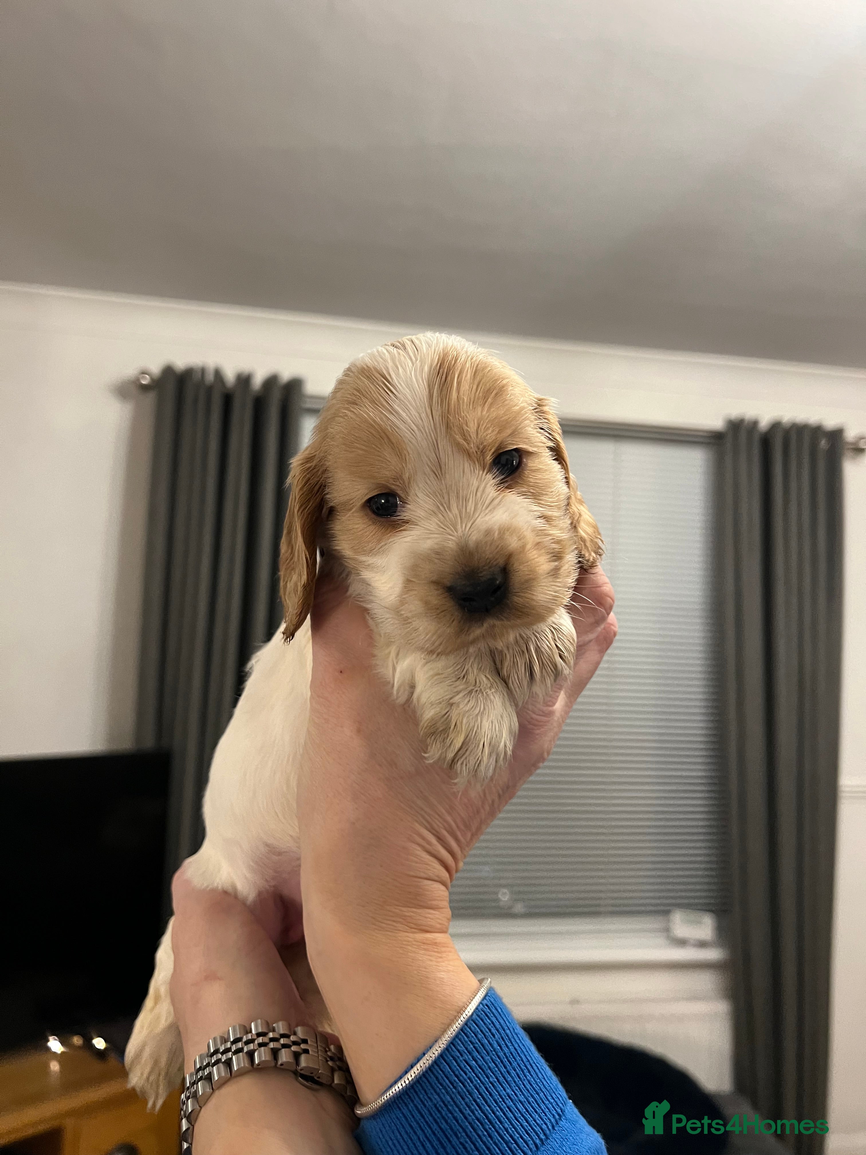 Cocker Spaniel dogs Show Cocker Spaniel -  - Advert 13