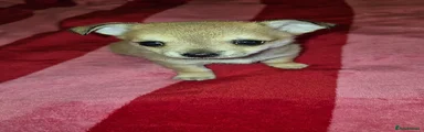 Eggbert