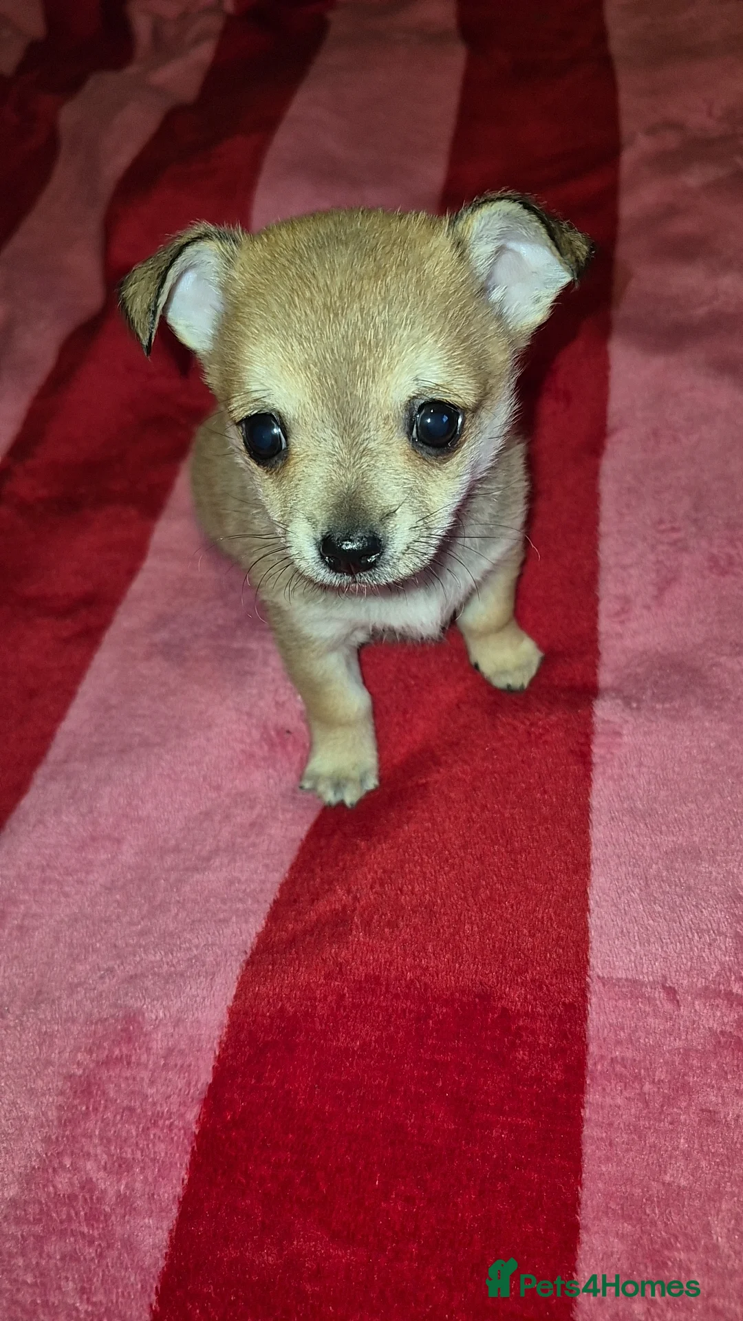 Mixed Breed dogs for sale: Adorable Chihuahua/Maltese mix - Advert 1