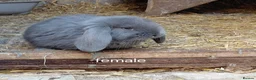 French Lop rabbits for sale: Vaccinated french lop babies  - Advert 9