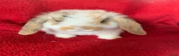 Mini Lop rabbits for sale: Adorable Pure Mini Lop Rabbit - Advert 3