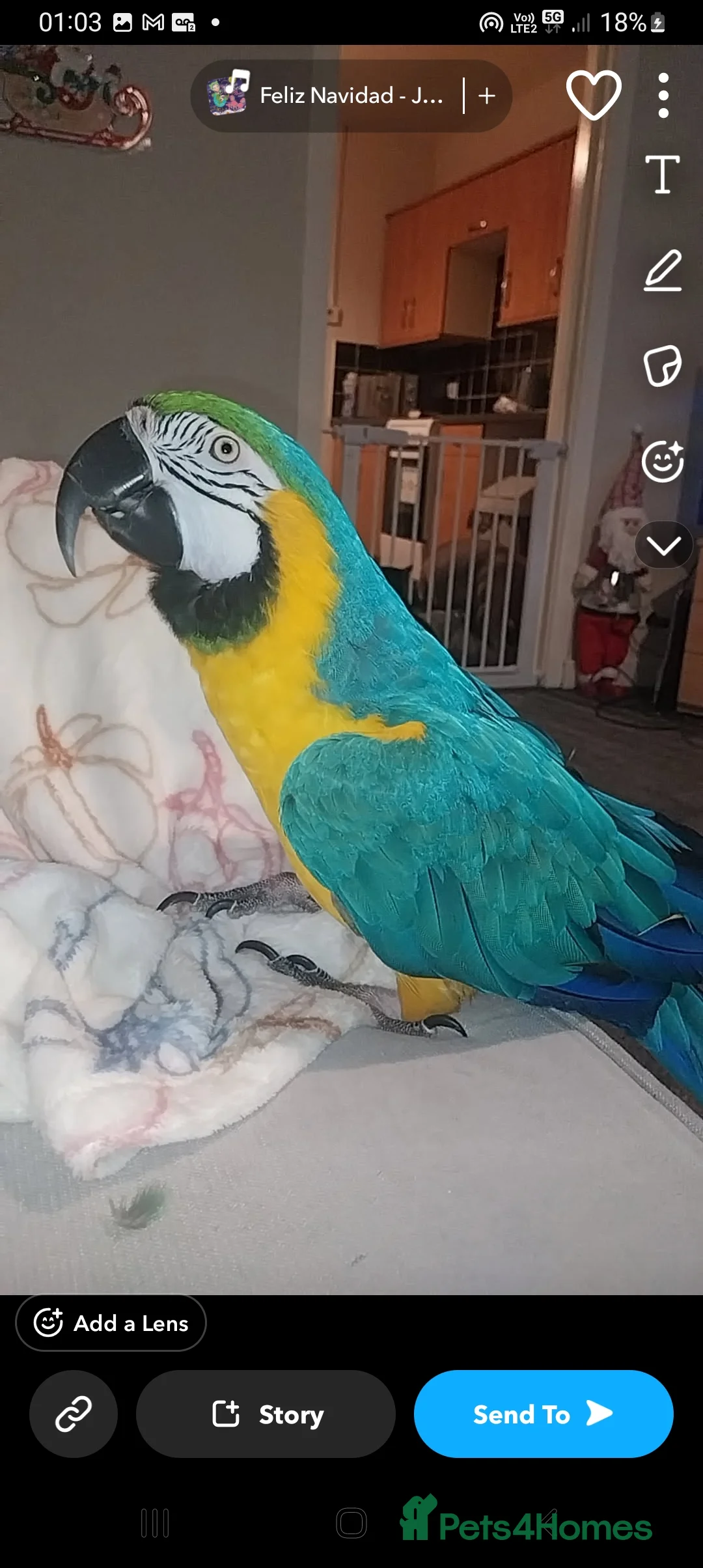 Macaws birds for sale: Coco  - Advert 2
