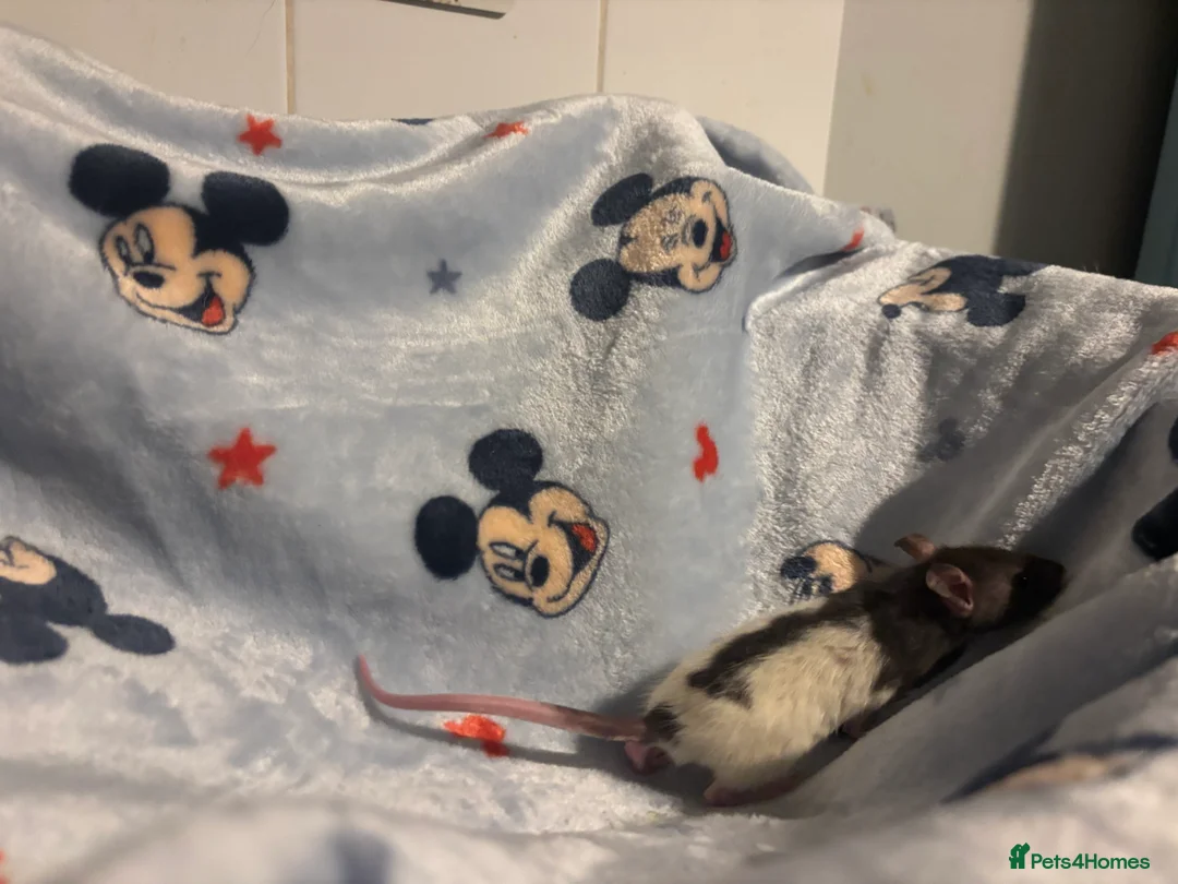 Rat rodents for sale: Gorgeous boys available now! - Advert 11