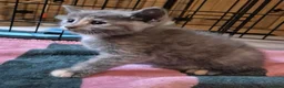 Mixed Breed cats for sale: 4 Beautiful Kittens  - Advert 4