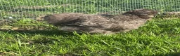 Chickens poultry for sale: Silkie Hatching Eggs – Paint & Cuckoo-Type  - Advert 4
