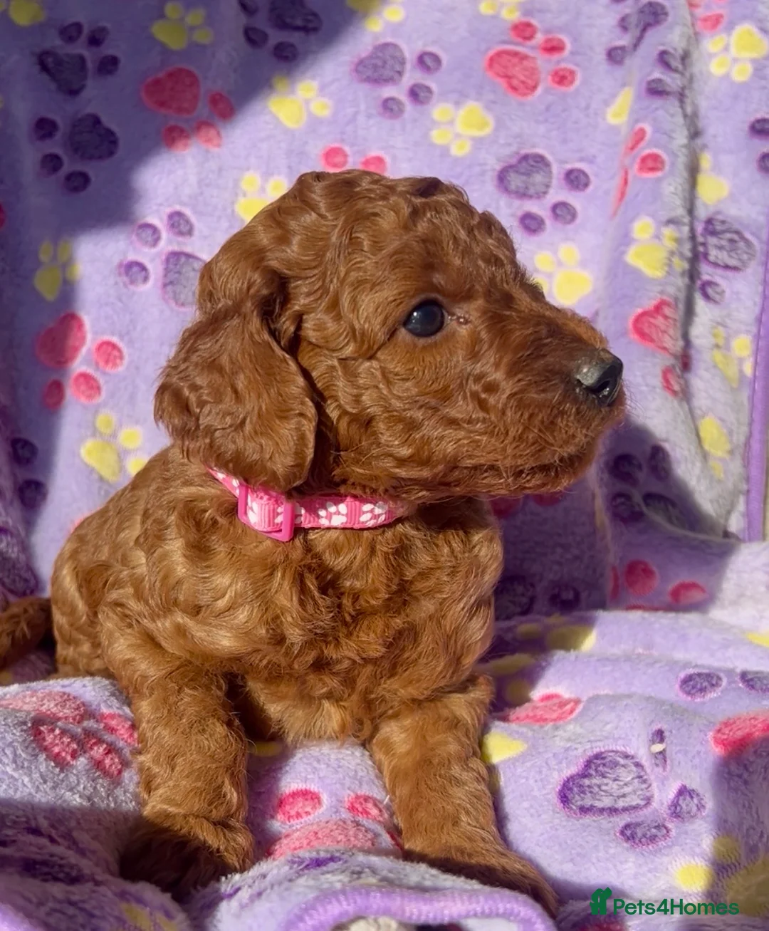 Goldendoodle dogs for sale: Miniture F1B Irish doodles health tested parents  - Advert 2